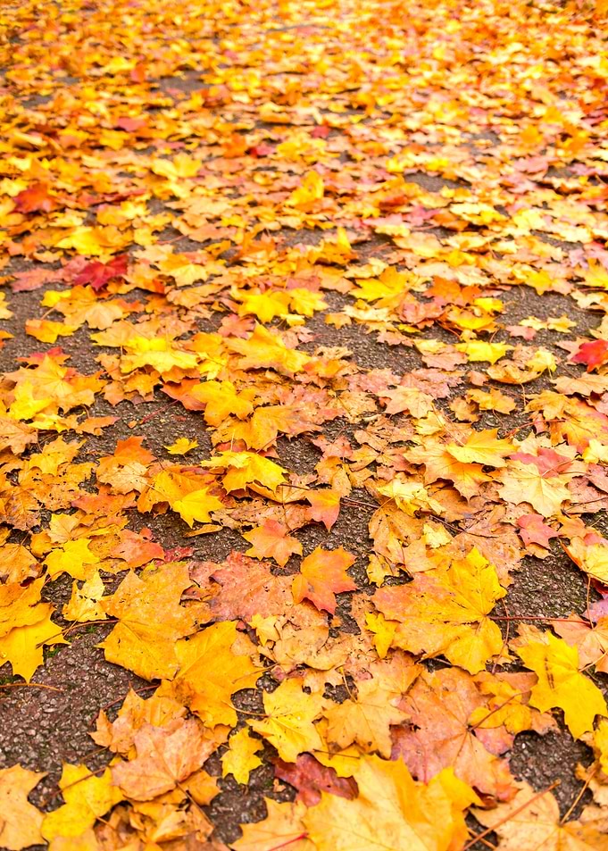 Leaves