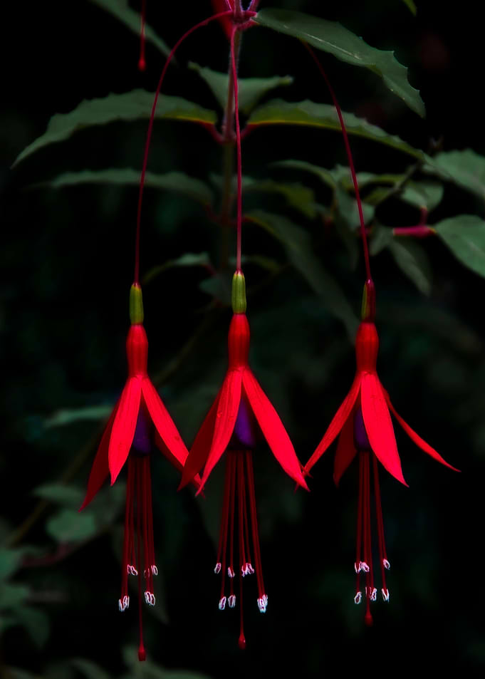 Red Drops