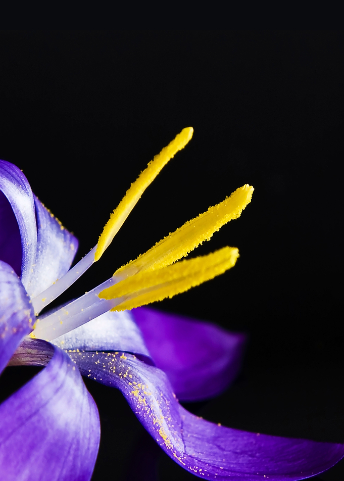 Crocus