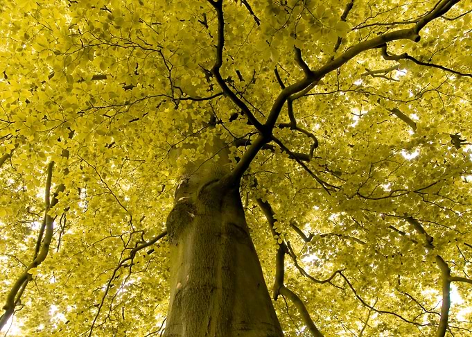 Yellow Branches