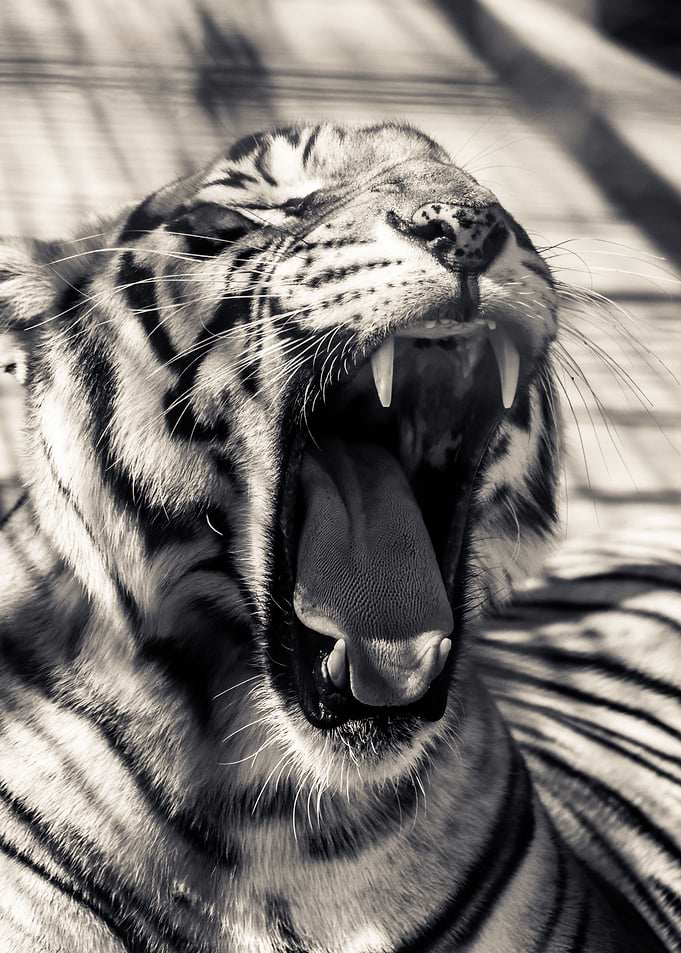 Yawning tiger