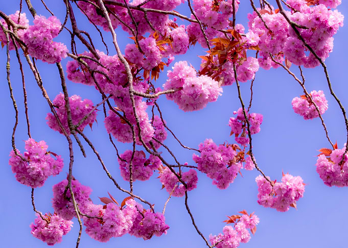 Cherry Blossom