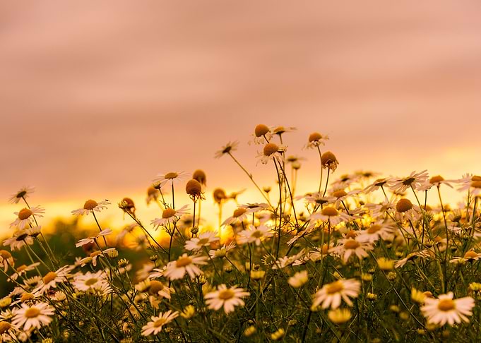 Daisies