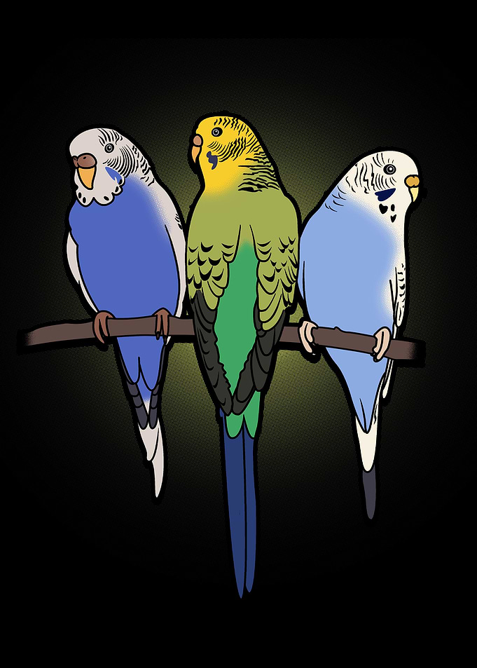Budgie Budgerigar