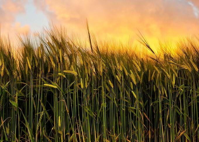 Wheat