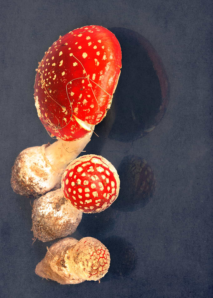 Poisson Mushrooms
