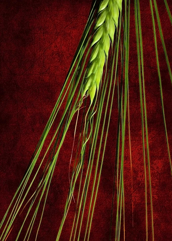 Grass Abstract