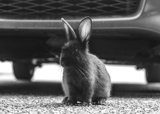 The Dark Bunny