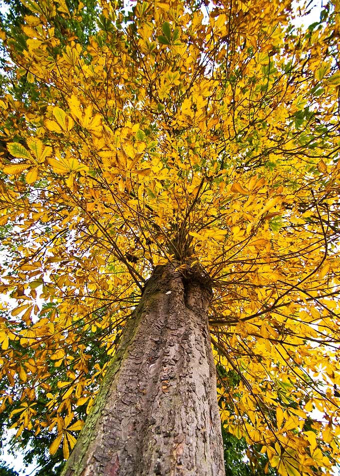 Autumn Leaves