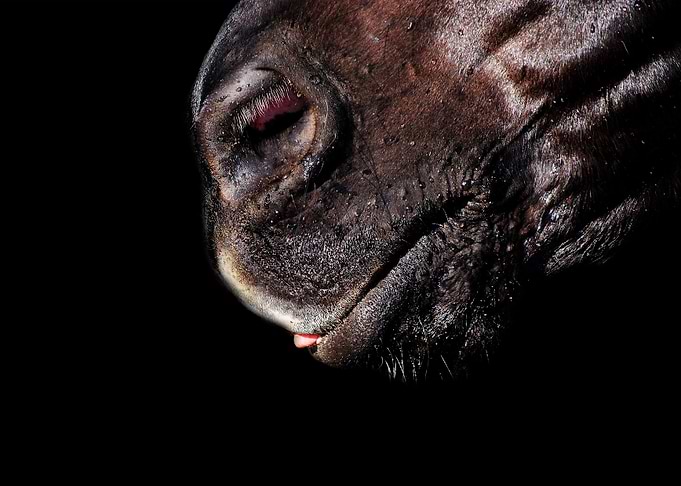 Horse Muzzle Drinking