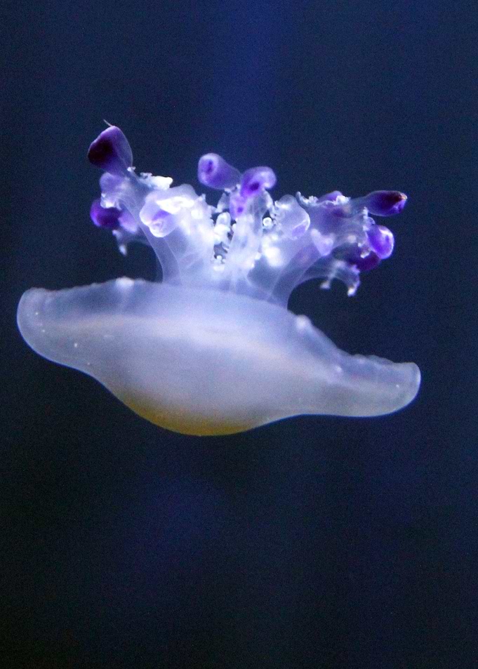 Portugese manofwar