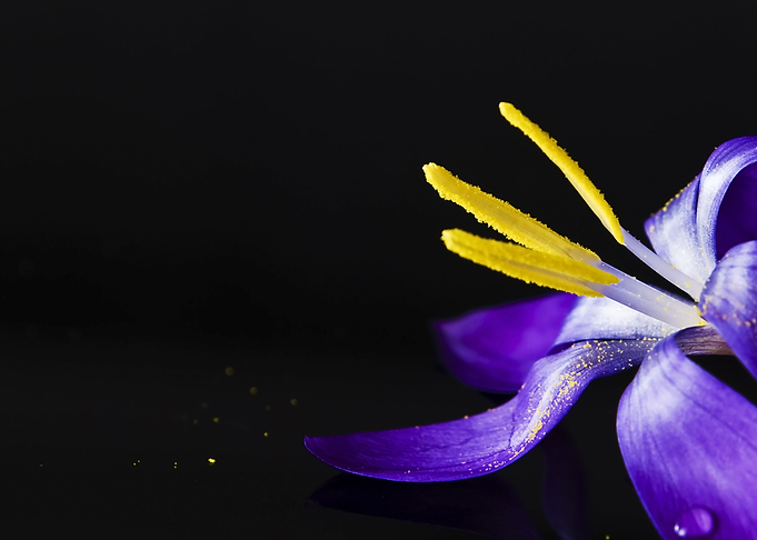 Crocus