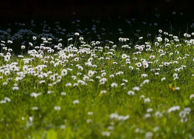 Daisies