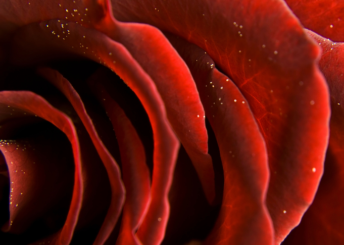 Rose Patterns