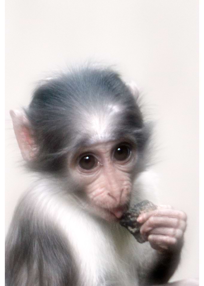 Little shy mangaby