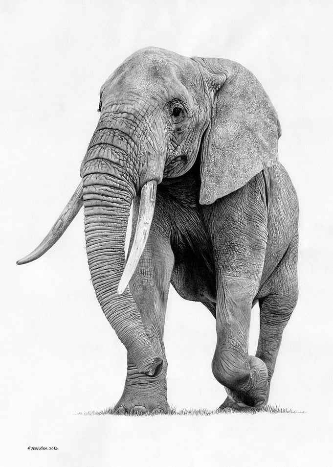 Elephant 1
