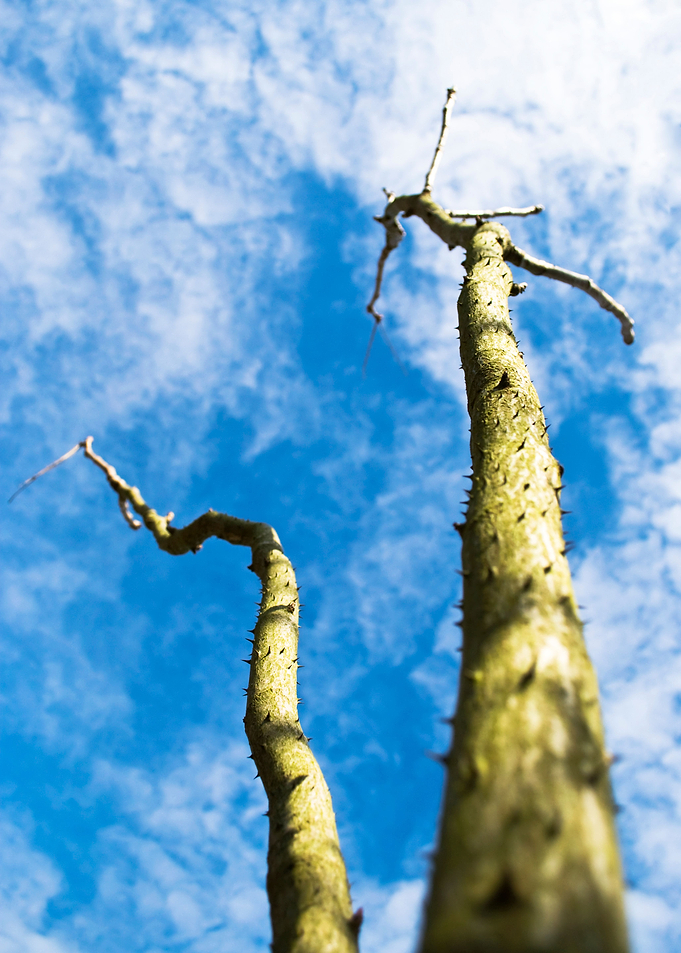 Bare Trees