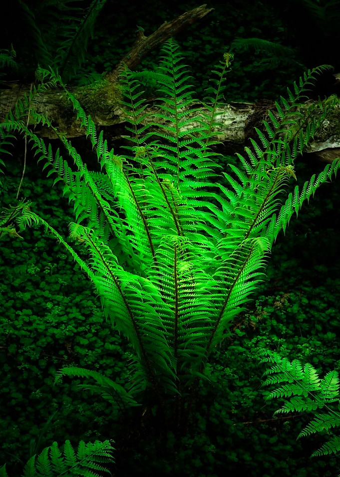 Forest Fern