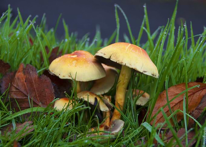 Mushrooms