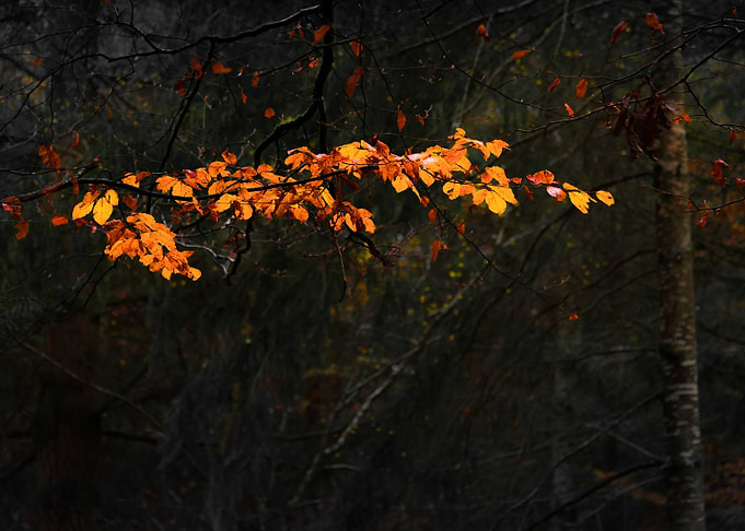 Orange Branch
