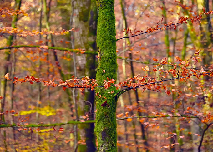 Autumn Tree