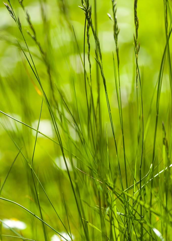Grass Abstract