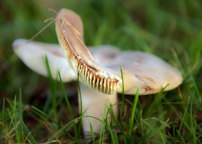 Mushroom