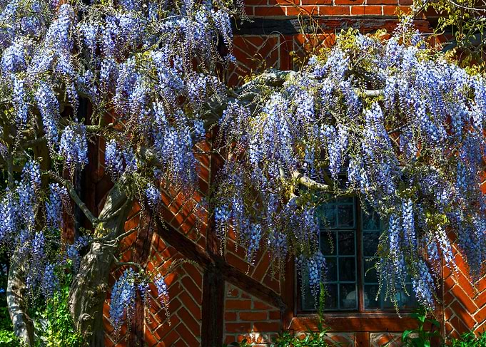 Wisteria