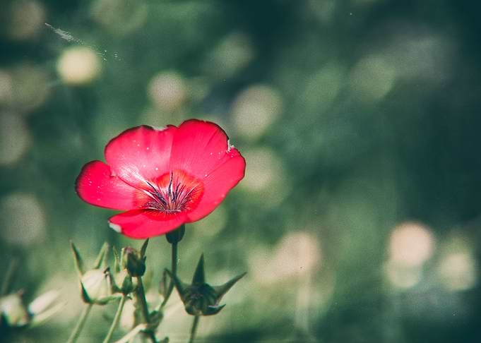 Small Flower