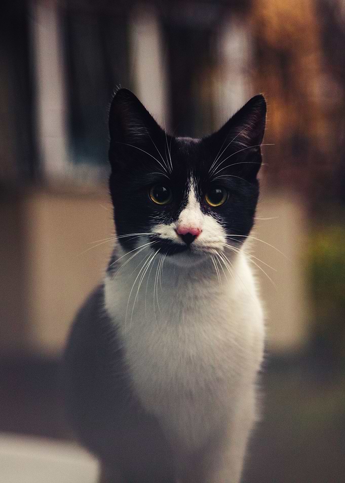 Portrait of a cat
