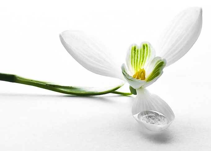 Snowdrop