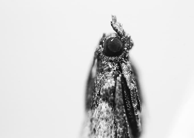Portrait of a moth