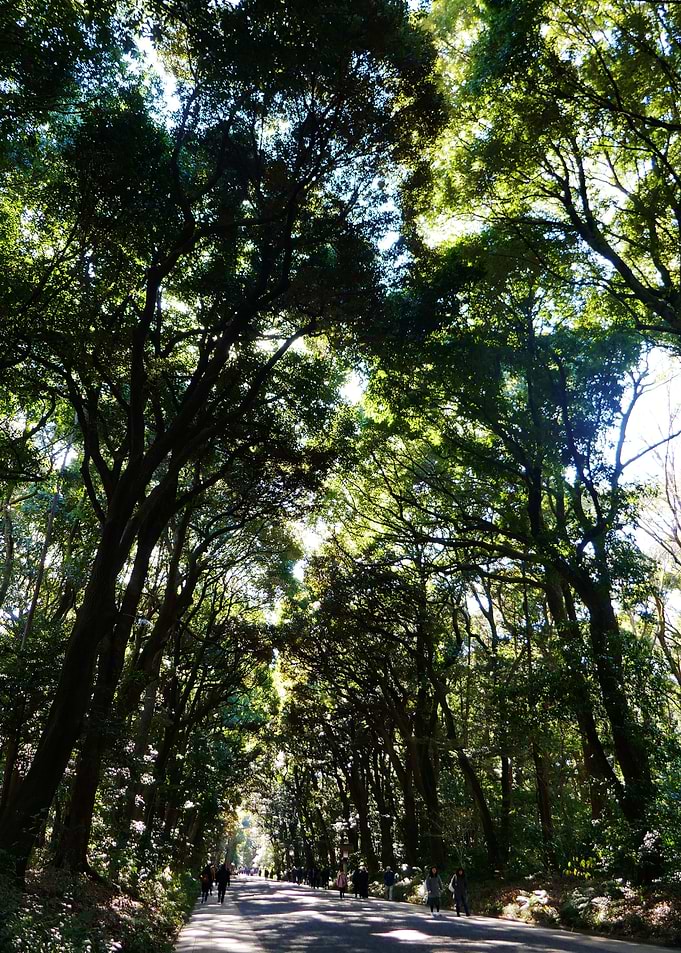 Meiji Jingu park