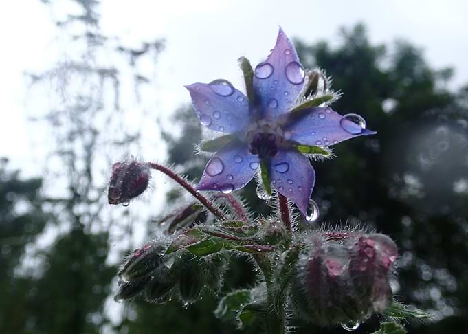 Flower