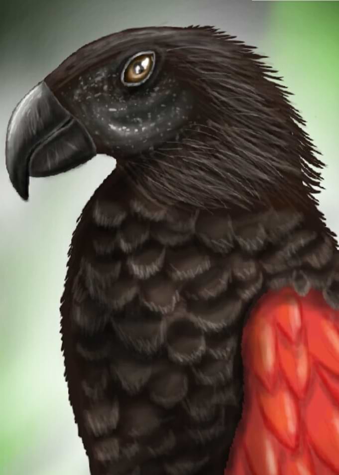 Parrot