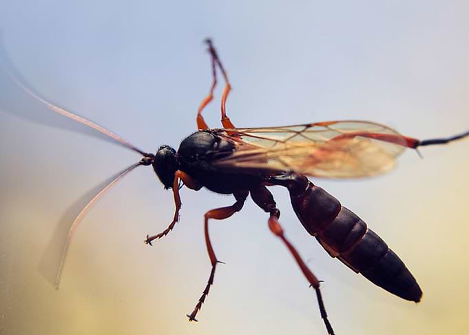 Fly