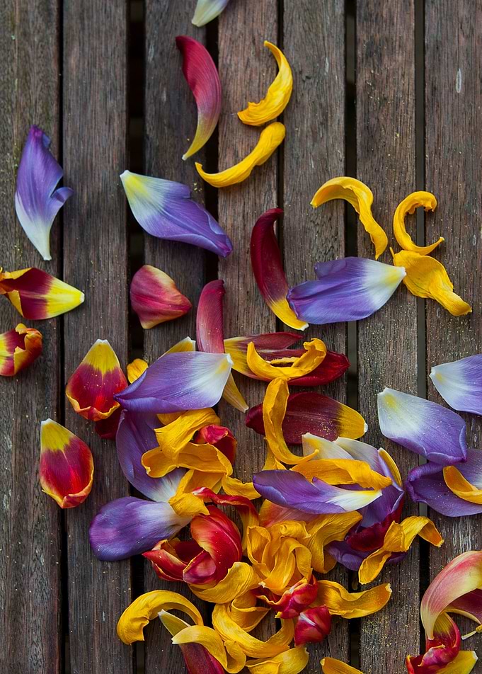 Tulip Petals