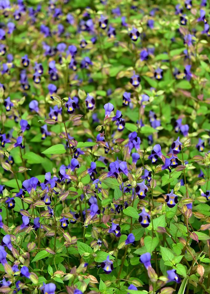 Pretty Little Flowers