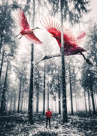 Red birds in winter snow