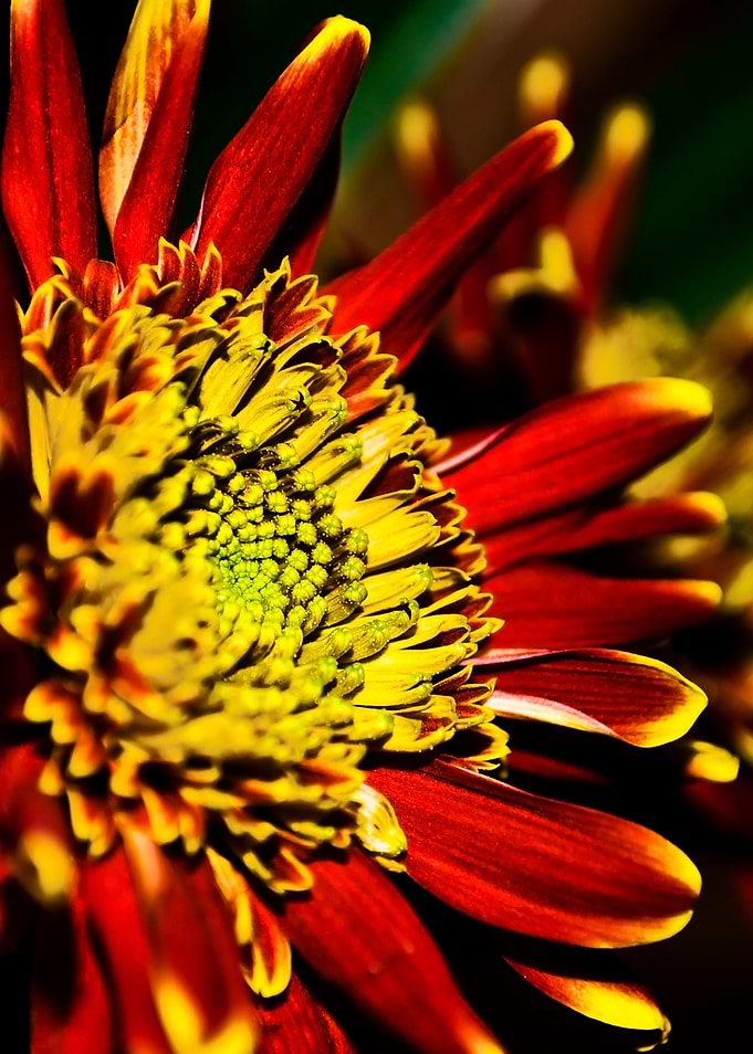 Red Flower