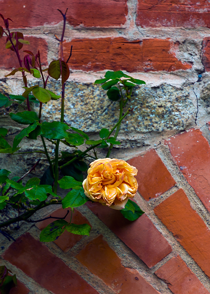 Vine Rose