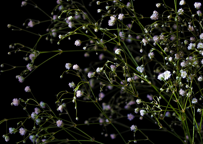Tiny Flowers