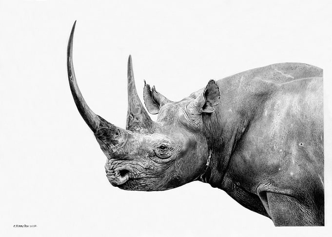Black Rhino