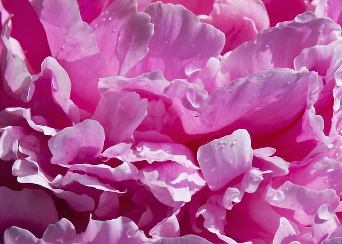 Peony