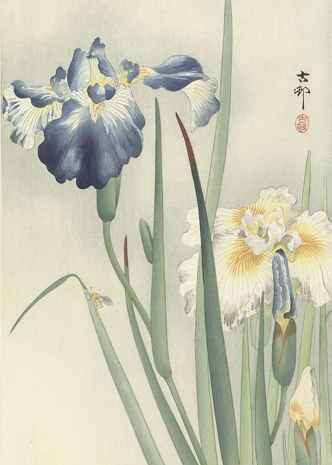 Iris