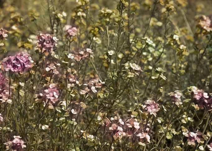 Field Flower