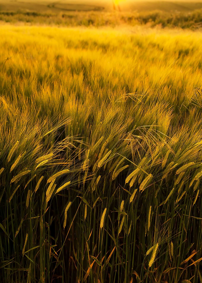 Wheat