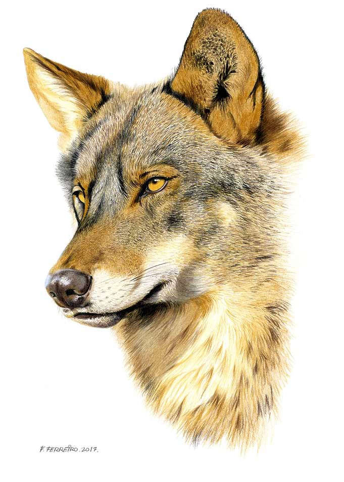 Wolf