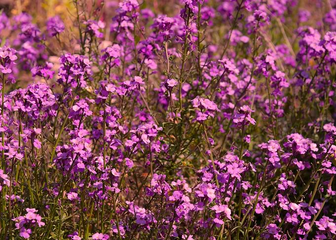 Pink Flowers