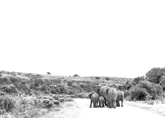 Elephant family